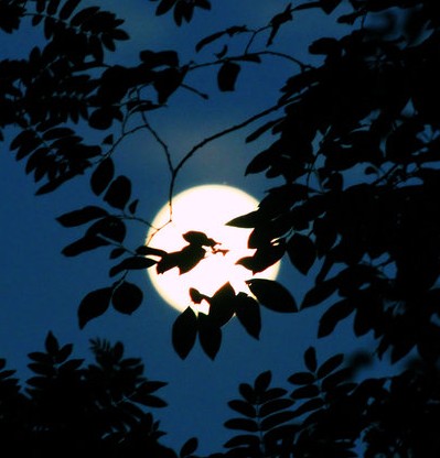 full_moon_over_forest_iii_by_kariliimatainen-d56aalm[1]